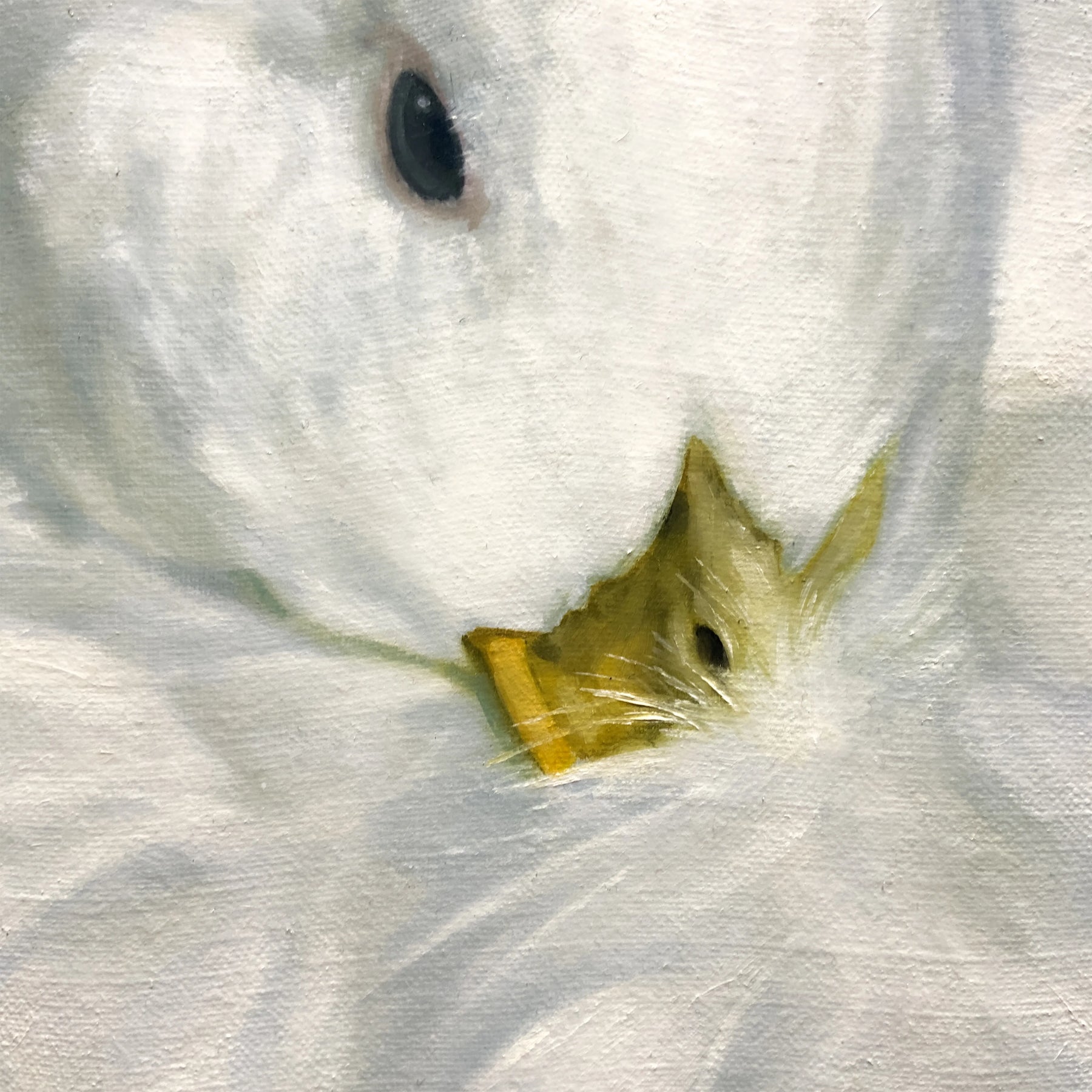 Wrapped in soft white dreams